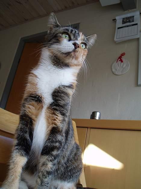 Blanding af racer Trille billede 5