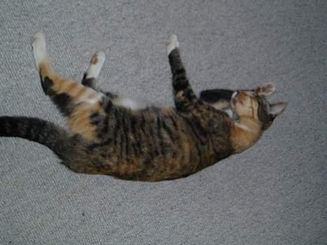 Blanding af racer Trille billede 6