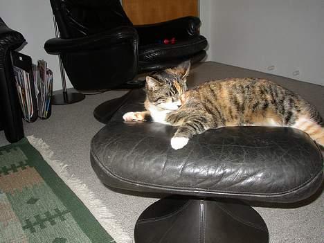 Blanding af racer Trille billede 7