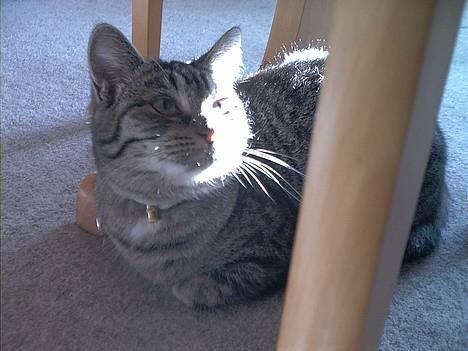 Blanding af racer Molly billede 1