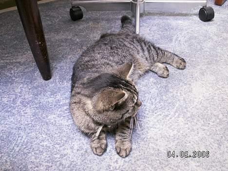 Blanding af racer Molly - Holder øje med familien billede 2