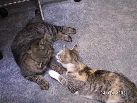 Blanding af racer Molly - Sammen med Kornelia billede 3