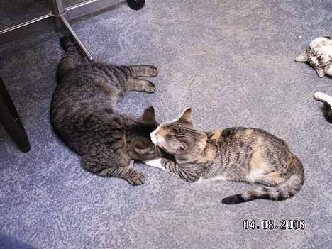 Blanding af racer Molly - Sammen med kornelia og man kan se Angelina oppe i hjørnet. billede 4