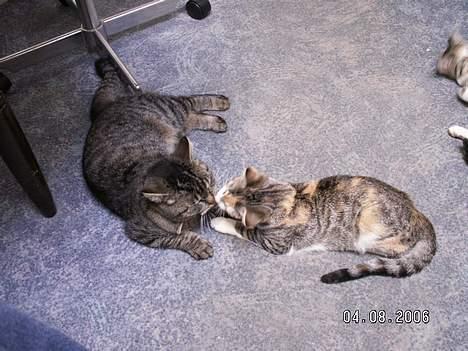 Blanding af racer Molly - Her leger jeg med min niece Kornelia billede 5