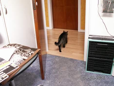 Blanding af racer Molly - På vej ud af værelset, er ikke så vildt med at få taget billeder. billede 6