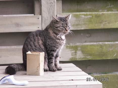Blanding af racer Molly - Sidder på bænk i haven og holder øje med hendes søsters killinger billede 7
