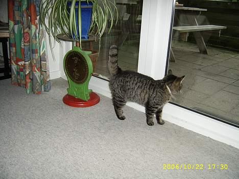 Blanding af racer Molly - Holder øje med haven billede 8