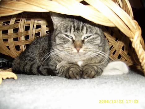 Blanding af racer Molly - Her gemmer jeg mig i en lille flet kurv jeg har vendt på hovedet. billede 9