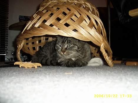 Blanding af racer Molly - Kort efter blev hun overfaldet af Angelina, som også bruger meget tid inde i fletkurven. Den er alletiders gemmested. billede 10