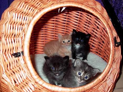 Norsk Skovkat Ragetti - Her er jeg så sammen med mine søskende billede 12