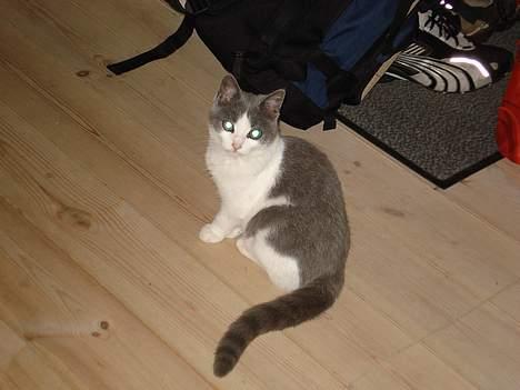 Huskat Kelly - Heej B) billede 11