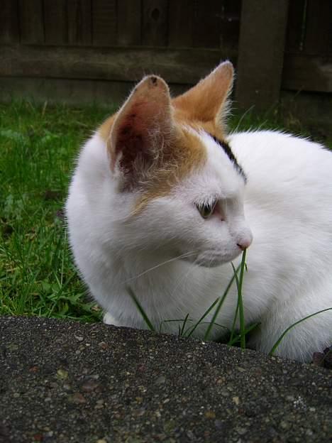 Huskat Jasmin -  Det er så hyggeligt at være ude, selvom det er vådt... billede 18