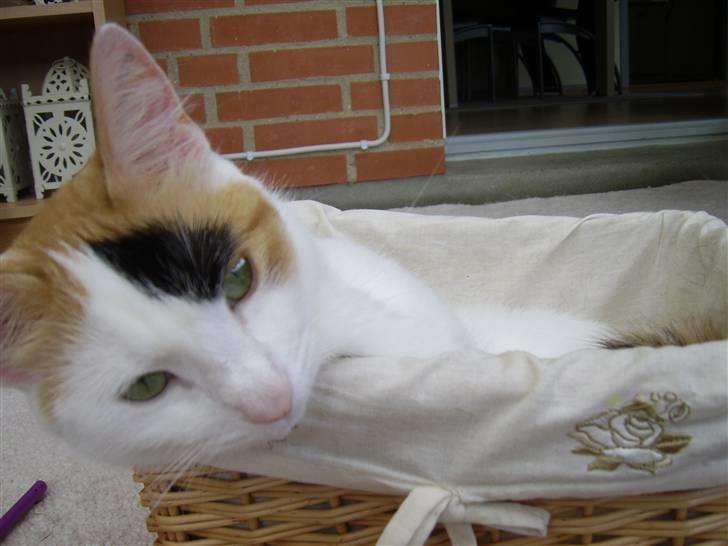 Huskat Jasmin - Jasser eelsker små kurve... billede 19