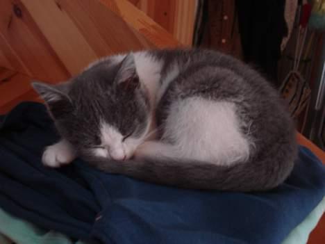 Huskat Kelly - Jeg ligger lie og sover på mors trøje! billede 12