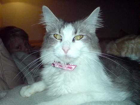 Norsk Skovkat Kisser - jeg har jo sagt at jeg er dronning billede 13