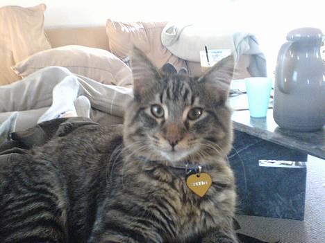 Norsk Skovkat speedie - konge speedie billede 1