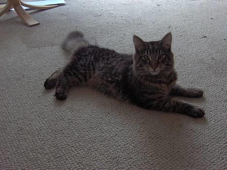 Norsk Skovkat speedie - herskeren over dette hus billede 2