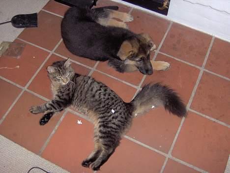 Norsk Skovkat speedie - go med en lur sammen med min hunde venninde billede 3