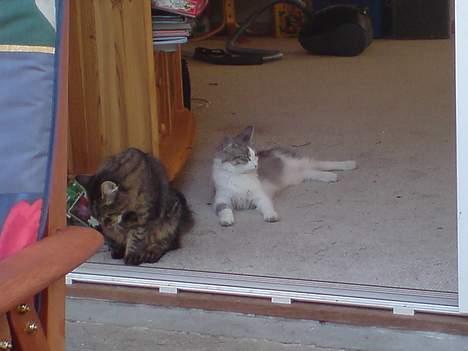 Norsk Skovkat speedie - speedie og hans kærste kisser billede 4