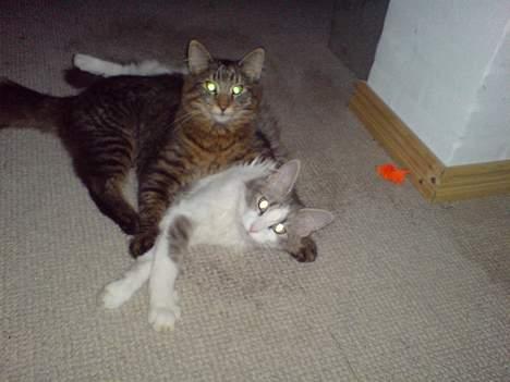 Norsk Skovkat speedie - hvaaaa kan man nu ikke få lov at kisse misse i fred billede 5