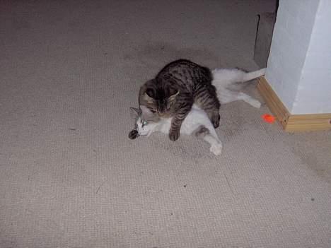 Norsk Skovkat speedie - kender i ordet privat liv??????nej vel billede 6