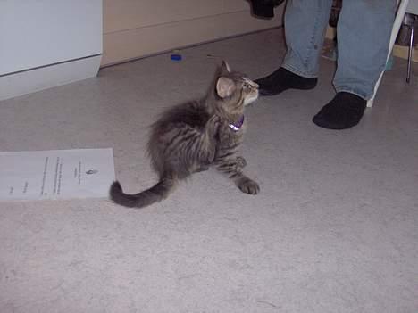 Norsk Skovkat speedie - speedie er lige kommet hjem billede 7