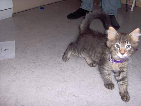 Norsk Skovkat speedie - øv jeg har fået halsbånd på nu er jeg sur........ billede 8