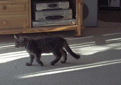 Norsk Skovkat speedie - jeg vil kikke lidt på fuglene billede 9