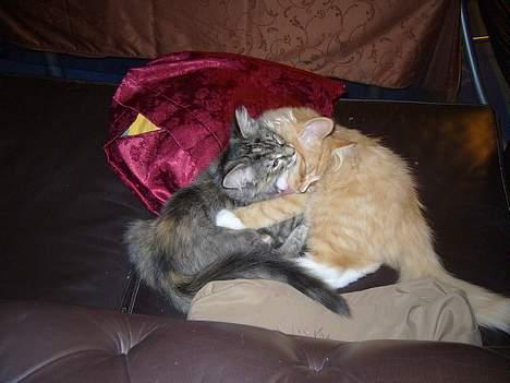 Norsk Skovkat Mizzi - Quity & Garfield i vaskeri :-) dem har jeg fået lov at beholde :-D billede 8