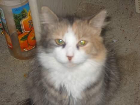 Norsk Skovkat Beuti billede 10