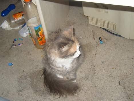 Norsk Skovkat Beuti billede 11