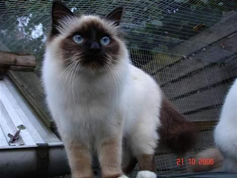 Hellig Birma Dk Silky Sox Malou billede 9