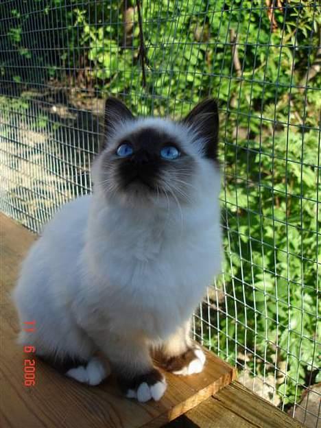 Hellig Birma Dk Silky Sox Malou billede 11