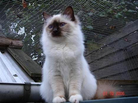 Hellig Birma Dk Silky Sox Miss Maggie billede 15