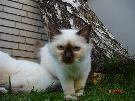 Hellig Birma Dk Silky Sox Miss Maggie billede 16