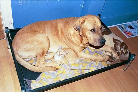 Blanding af racer Ib - Ib elskede Valdemar fra første færd. billede 2