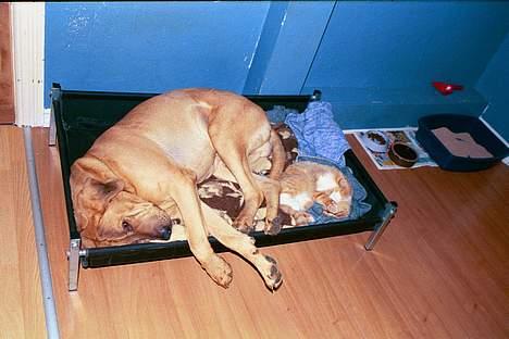 Blanding af racer Ib - Zzzz...! billede 3