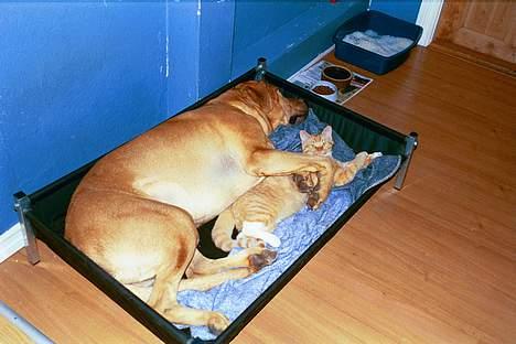 Blanding af racer Ib - Hva´ nu?!? Vi vil IKKE forstyrres! billede 4