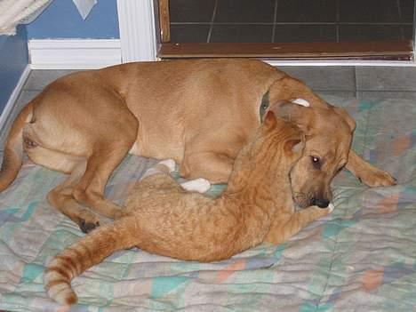 Blanding af racer Ib - Frida er osse sød! billede 5