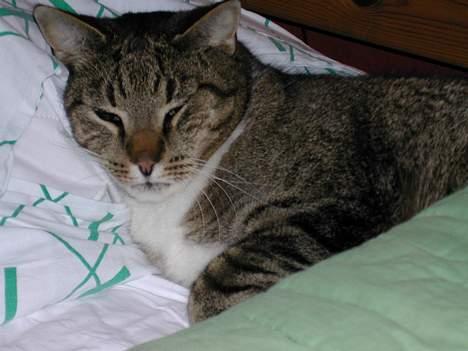 Huskat Elvis - Zzzz... billede 5