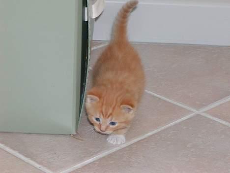 Blanding af racer Ib - Ib ca. 3-4 uger. Foto: RIP billede 6