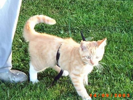 Blanding af racer Ib - Ib gik i snor, da han skulle lære sine nye omgivelser at kende... billede 7