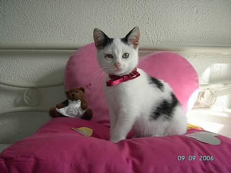 Huskat Plet mis - er jeg ikke bare blevet til en flot kærlighedskat billede 1