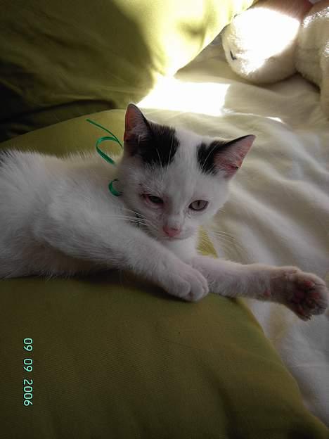 Huskat Plet mis - her er jeg en græs prinsesse billede 2