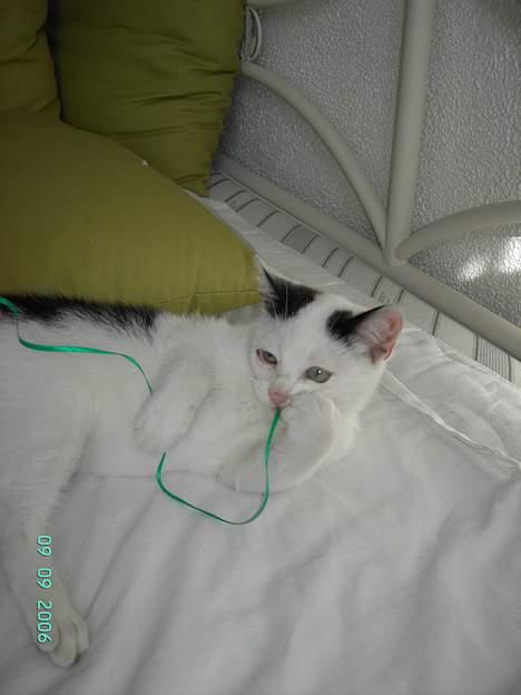 Huskat Plet mis - nam nam spaghetti selvom det er en snor billede 3