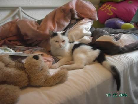 Huskat Plet mis - prinsessen i prinsessesengen billede 4