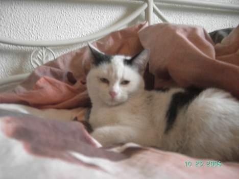 Huskat Plet mis - det er så hyggeligt at slappe af... billede 5