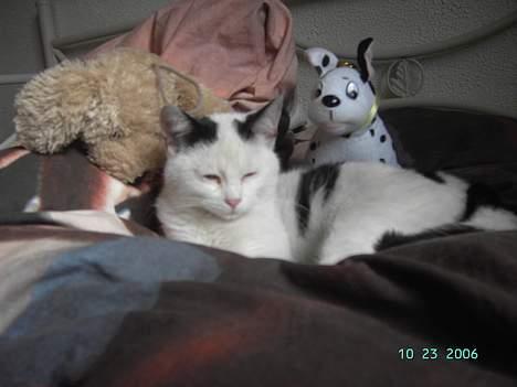 Huskat Plet mis - jeg kan godt lide hunde min bedste ven er faktisk en hund men han er ikke lige med på billedet her billede 6