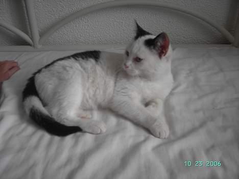 Huskat Plet mis - hvad var det for noget der kom der billede 9