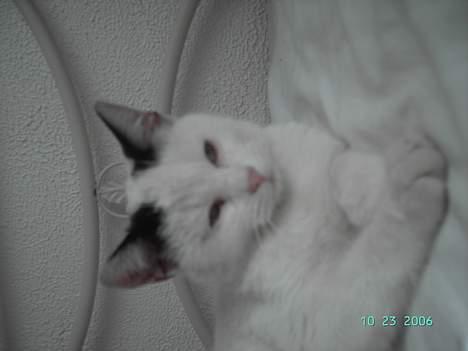 Huskat Plet mis - det er bare herligt at slappe af billede 10